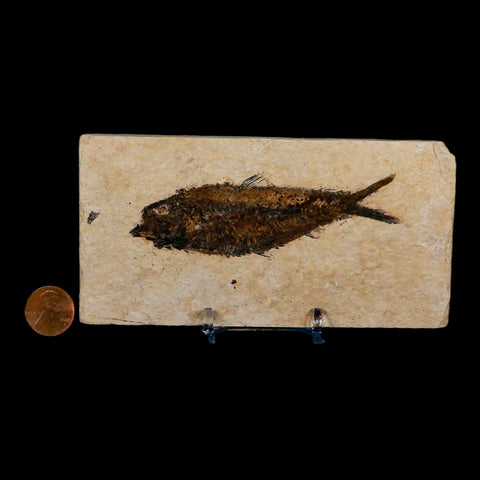 3.7" Knightia Eocaena Fossil Fish Green River FM Wyoming Eocene Age COA & Stand - Fossil Age Minerals