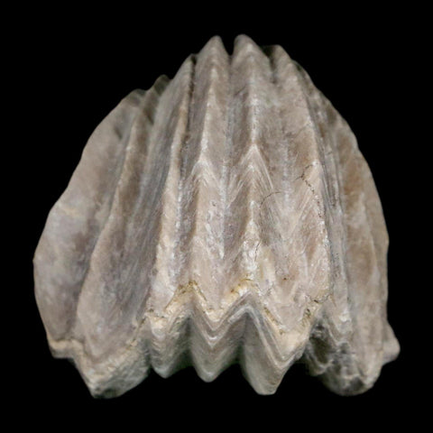 1.6" Burmirhynchia Decorata Brachiopod Fossil Jurassic Age Ardenes France