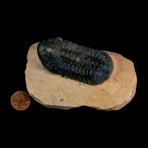2.8" Reedops Cephalotes Trilobite Fossil Morocco Devonian Age 400 Mil Yrs Old COA - Fossil Age Minerals