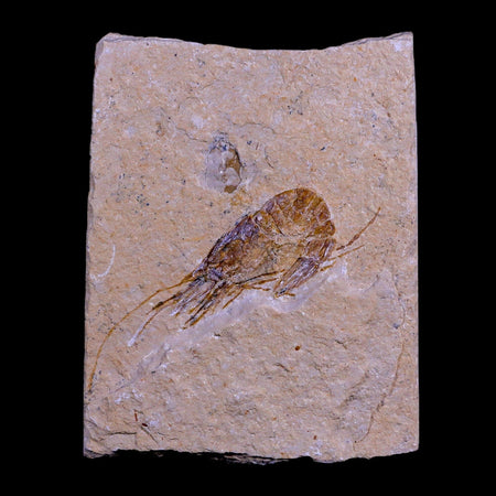 2.1" Fossil Shrimp Carpopenaeus Cretaceous Age 100 Mil Yrs Old Lebanon COA