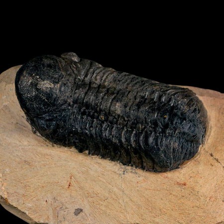 2.8" Reedops Cephalotes Trilobite Fossil Morocco Devonian Age 400 Mil Yrs Old COA
