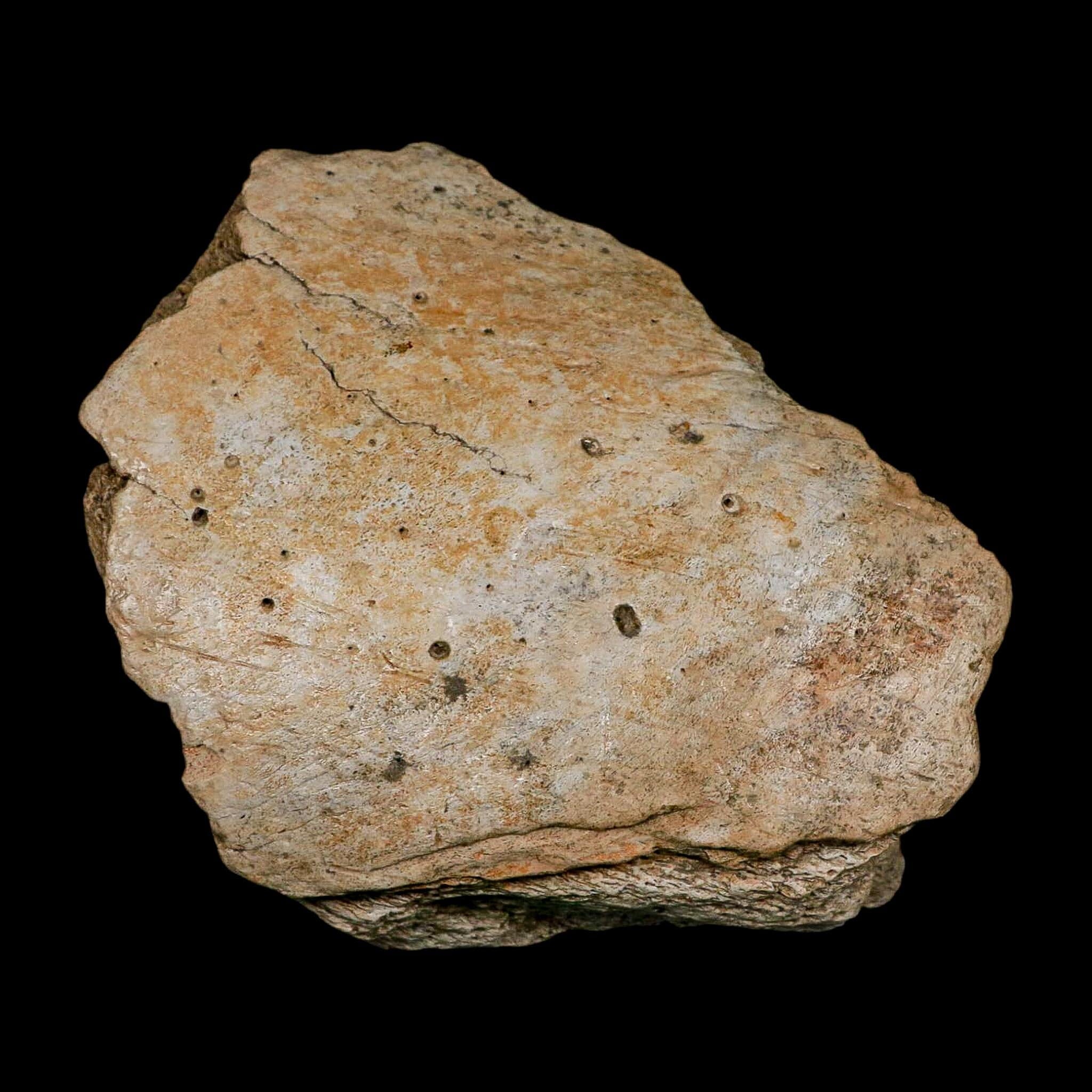 5.7" Columbian Mammoth Mammuthus Columbi Fossil Jaw Section Pleistocene Age TX - Fossil Age Minerals
