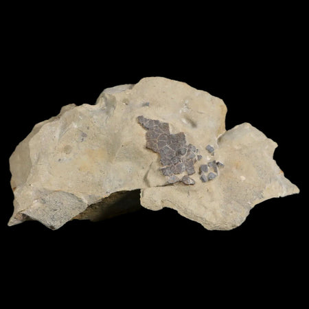 4" Hadrosaur Dinosaur Fossil Egg Shells In Matrix Judith River FM Cretaceous MT COA