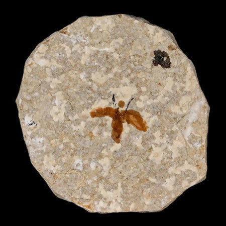 0.6" Detailed Fossil March Fly Insect Green River FM Uintah County UT Eocene Age
