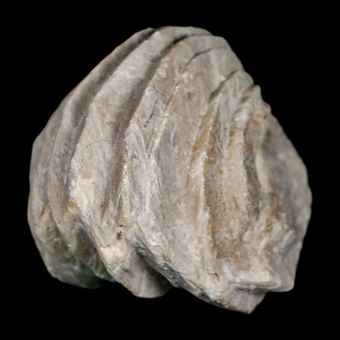 1.6" Burmirhynchia Decorata Brachiopod Fossil Jurassic Age Ardenes France