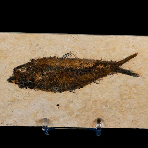 3.7" Knightia Eocaena Fossil Fish Green River FM Wyoming Eocene Age COA & Stand - Fossil Age Minerals