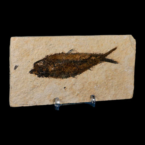 3.7" Knightia Eocaena Fossil Fish Green River FM Wyoming Eocene Age COA & Stand - Fossil Age Minerals