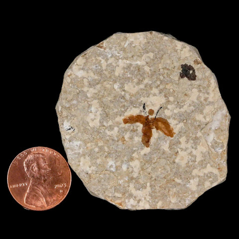 0.6" Detailed Fossil March Fly Insect Green River FM Uintah County UT Eocene Age - Fossil Age Minerals