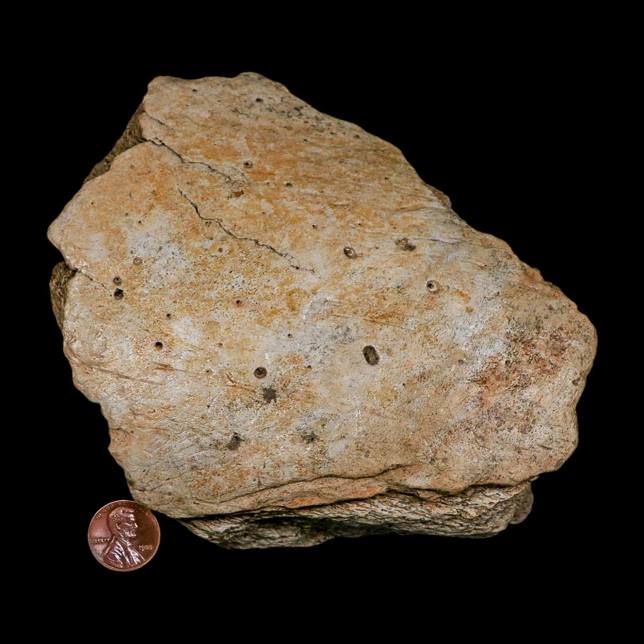 5.7" Columbian Mammoth Mammuthus Columbi Fossil Jaw Section Pleistocene Age TX - Fossil Age Minerals