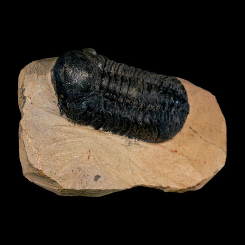 2.8" Reedops Cephalotes Trilobite Fossil Morocco Devonian Age 400 Mil Yrs Old COA - Fossil Age Minerals