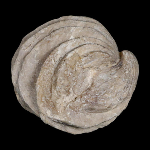 1.6" Burmirhynchia Decorata Brachiopod Fossil Jurassic Age Ardenes France