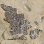 4" Hadrosaur Dinosaur Fossil Egg Shells In Matrix Judith River FM Cretaceous MT COA