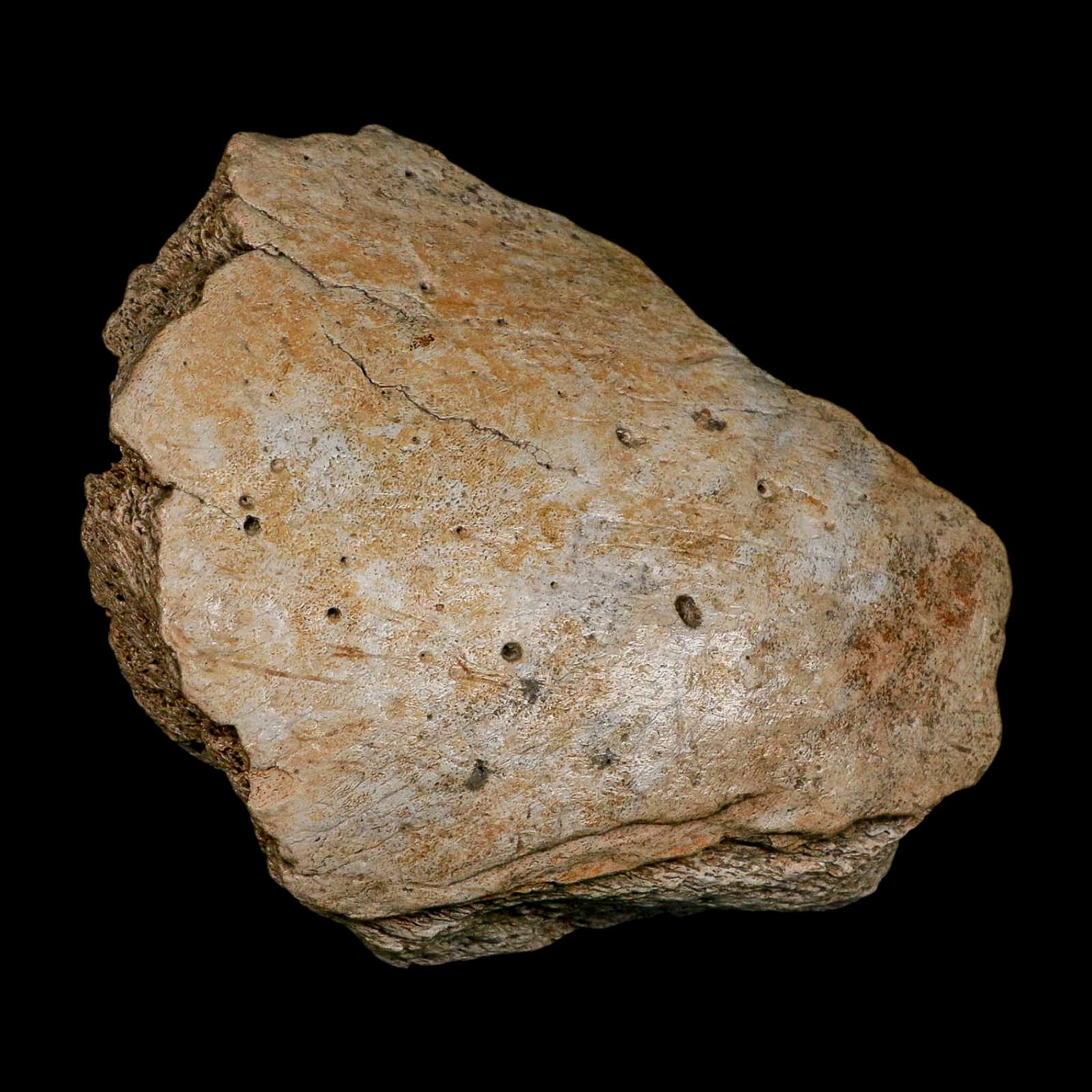 5.7" Columbian Mammoth Mammuthus Columbi Fossil Jaw Section Pleistocene Age TX - Fossil Age Minerals