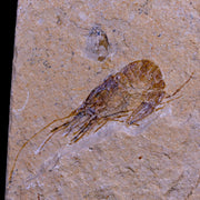 2.1" Fossil Shrimp Carpopenaeus Cretaceous Age 100 Mil Yrs Old Lebanon COA