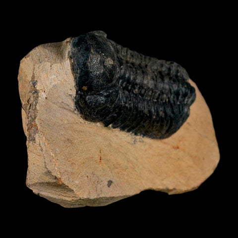 2.8" Reedops Cephalotes Trilobite Fossil Morocco Devonian Age 400 Mil Yrs Old COA - Fossil Age Minerals