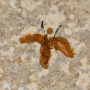 0.6" Detailed Fossil March Fly Insect Green River FM Uintah County UT Eocene Age