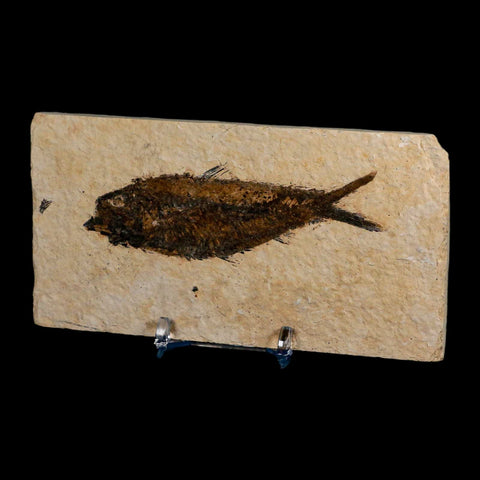 3.7" Knightia Eocaena Fossil Fish Green River FM Wyoming Eocene Age COA & Stand - Fossil Age Minerals