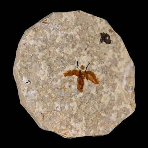 0.6" Detailed Fossil March Fly Insect Green River FM Uintah County UT Eocene Age - Fossil Age Minerals