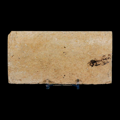 3.7" Knightia Eocaena Fossil Fish Green River FM Wyoming Eocene Age COA & Stand - Fossil Age Minerals