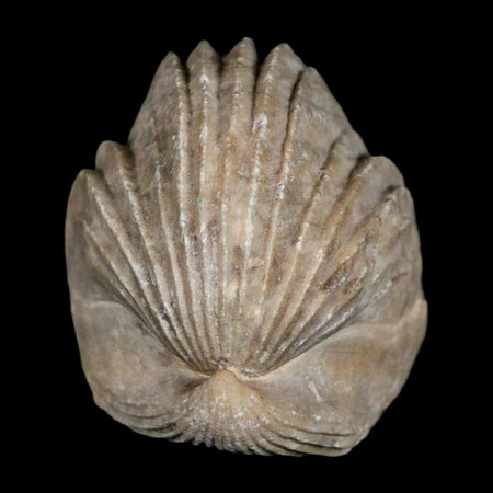 1.8" Burmirhynchia Decorata Brachiopod Fossil Jurassic Age Ardenes France