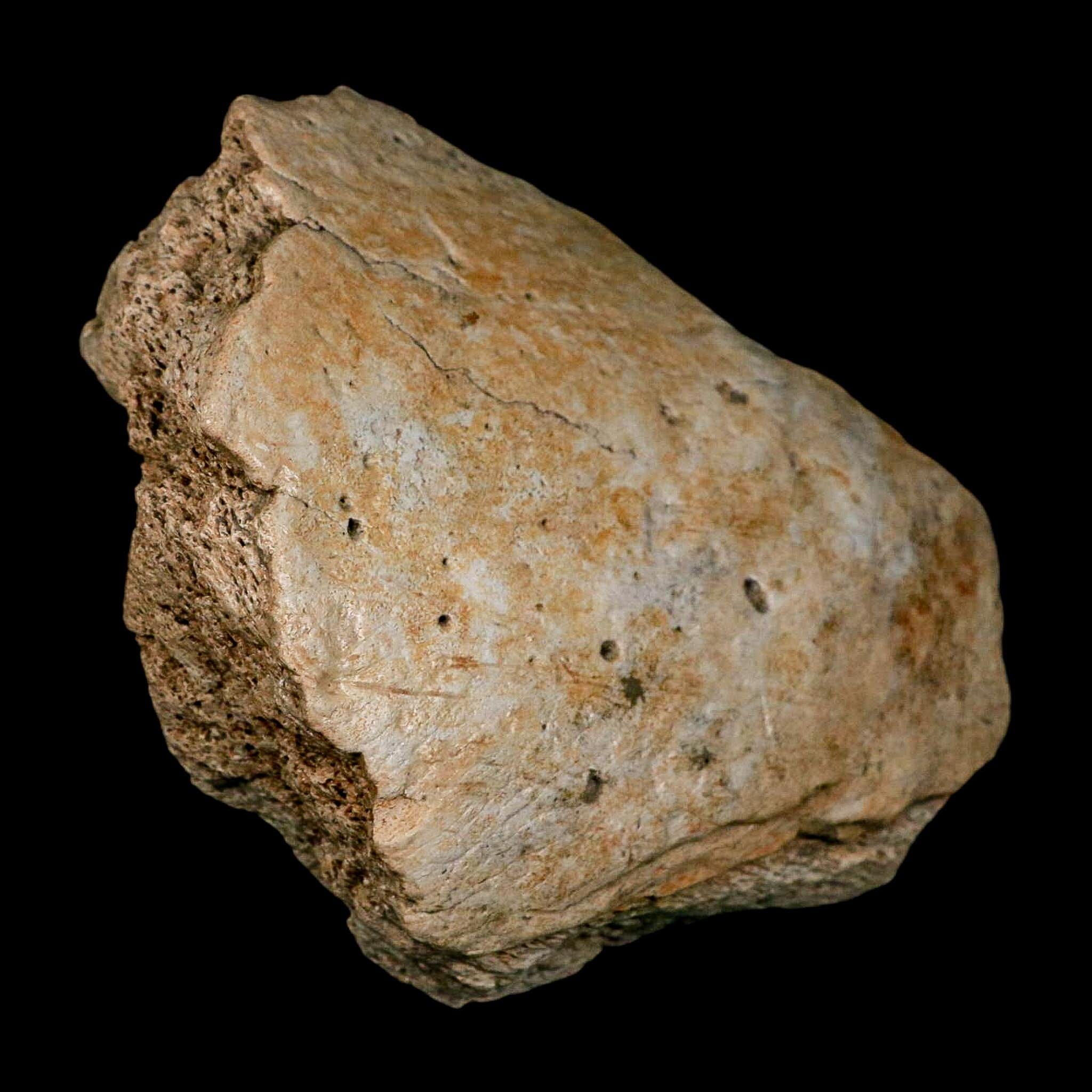5.7" Columbian Mammoth Mammuthus Columbi Fossil Jaw Section Pleistocene Age TX - Fossil Age Minerals