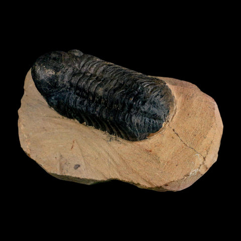 2.8" Reedops Cephalotes Trilobite Fossil Morocco Devonian Age 400 Mil Yrs Old COA - Fossil Age Minerals