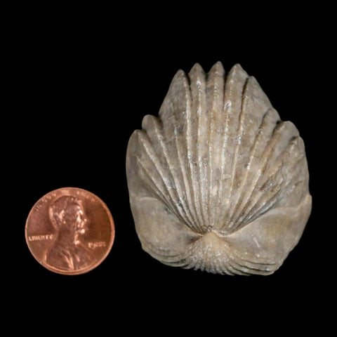 1.8" Burmirhynchia Decorata Brachiopod Fossil Jurassic Age Ardenes France