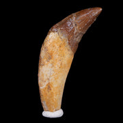 2" Basilosaurus Tooth 40-34 Million Year Old Late Eocene COA