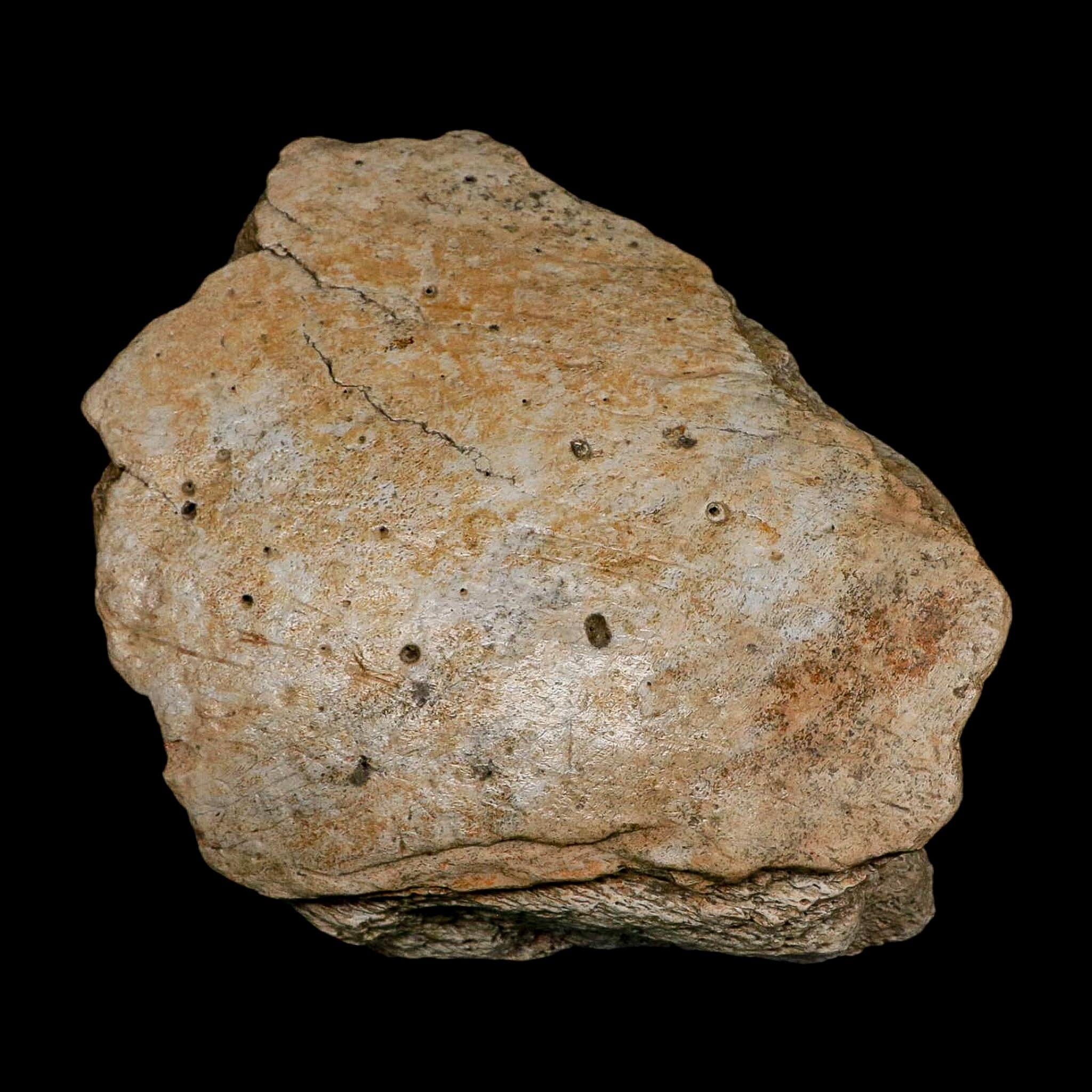5.7" Columbian Mammoth Mammuthus Columbi Fossil Jaw Section Pleistocene Age TX - Fossil Age Minerals