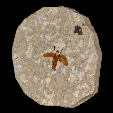 0.6" Detailed Fossil March Fly Insect Green River FM Uintah County UT Eocene Age - Fossil Age Minerals