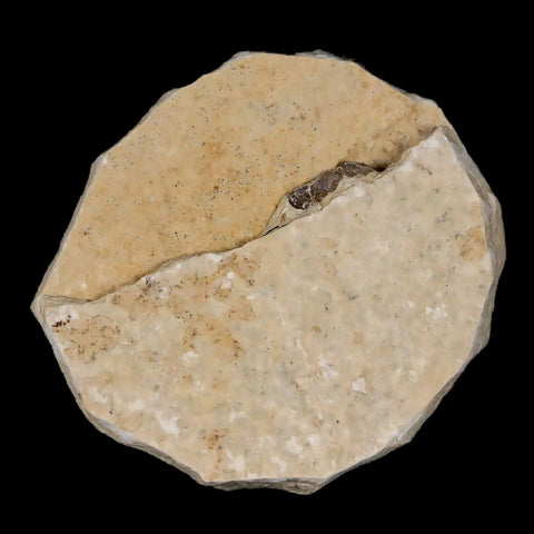0.6" Detailed Fossil March Fly Insect Green River FM Uintah County UT Eocene Age - Fossil Age Minerals