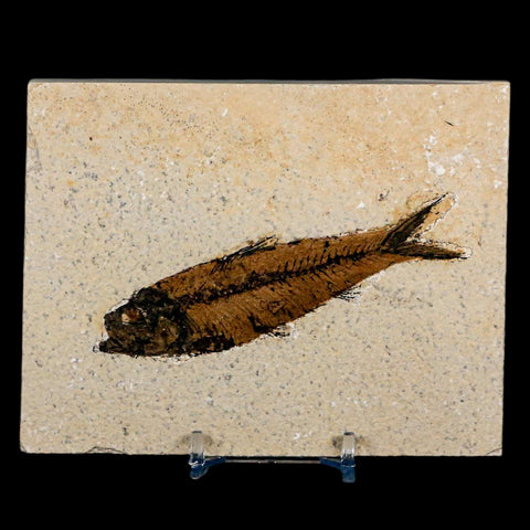 3.9" Knightia Eocaena Fossil Fish Green River FM Wyoming Eocene Age COA & Stand - Fossil Age Minerals
