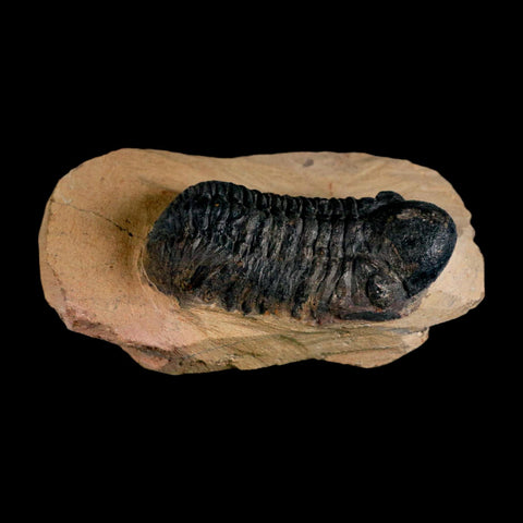 2.8" Reedops Cephalotes Trilobite Fossil Morocco Devonian Age 400 Mil Yrs Old COA - Fossil Age Minerals