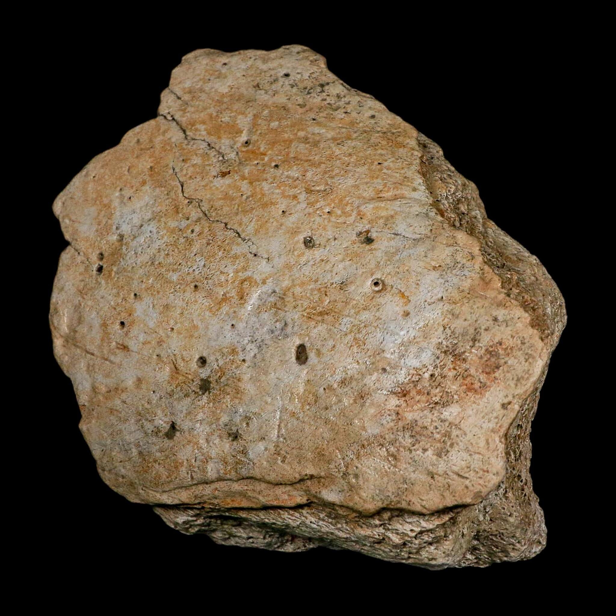 5.7" Columbian Mammoth Mammuthus Columbi Fossil Jaw Section Pleistocene Age TX - Fossil Age Minerals