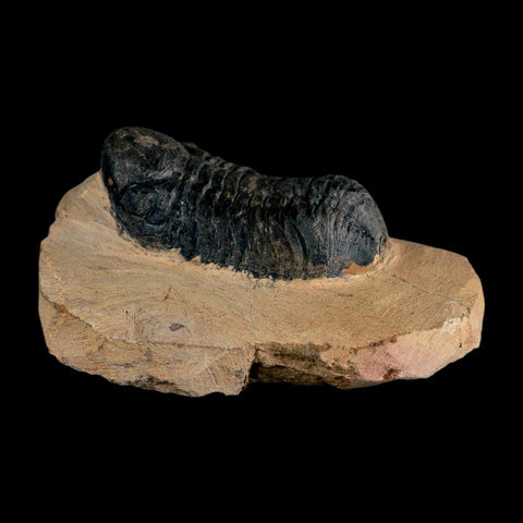 2.8" Reedops Cephalotes Trilobite Fossil Morocco Devonian Age 400 Mil Yrs Old COA - Fossil Age Minerals