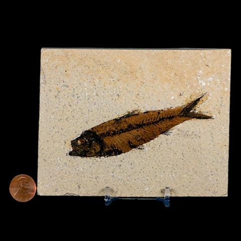 3.9" Knightia Eocaena Fossil Fish Green River FM Wyoming Eocene Age COA & Stand - Fossil Age Minerals