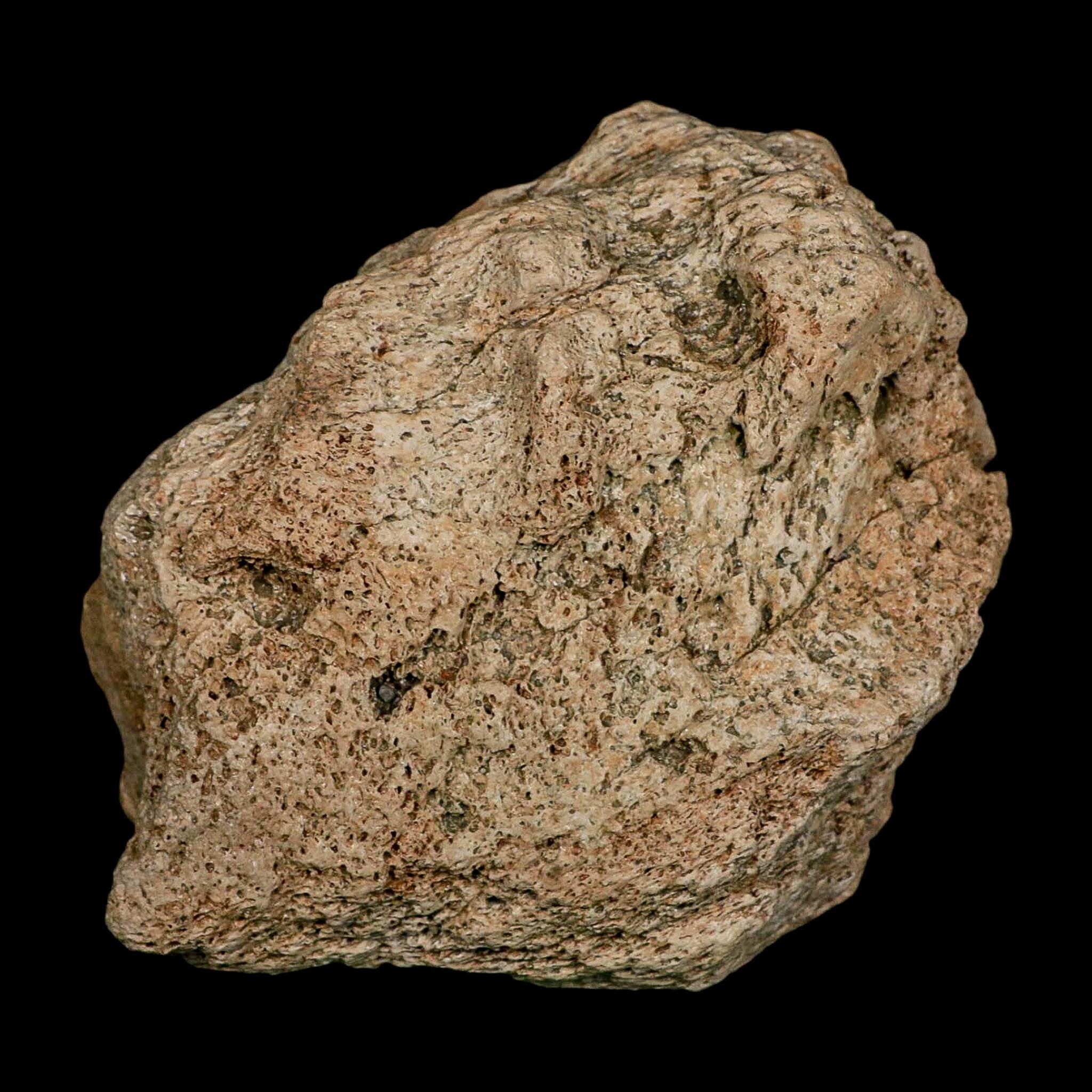 5.7" Columbian Mammoth Mammuthus Columbi Fossil Jaw Section Pleistocene Age TX - Fossil Age Minerals