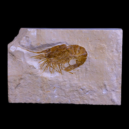 2.1" Fossil Shrimp Carpopenaeus Cretaceous Age 100 Mil Yrs Old Lebanon COA