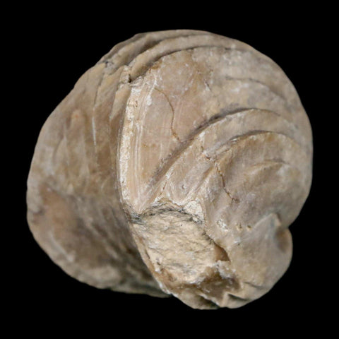 1.8" Burmirhynchia Decorata Brachiopod Fossil Jurassic Age Ardenes France