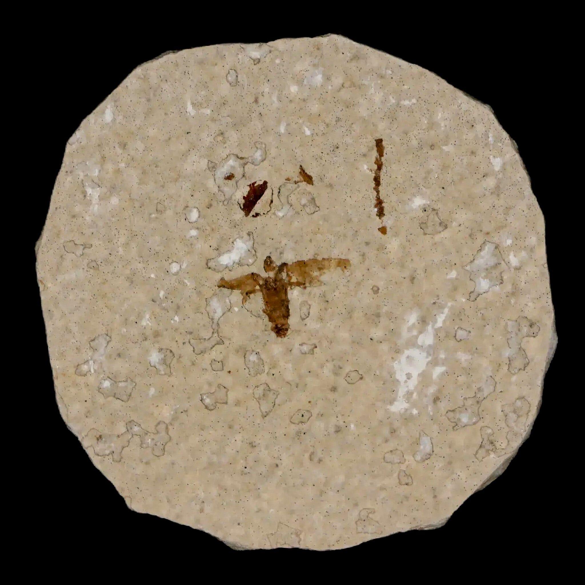 0.5" Detailed Fossil March Fly Insect Green River FM Uintah County UT Eocene Age - Fossil Age Minerals