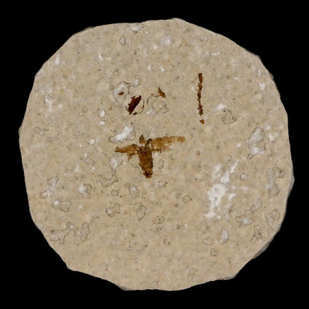0.5" Detailed Fossil March Fly Insect Green River FM Uintah County UT Eocene Age