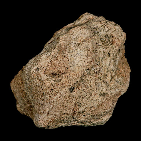 5.7" Columbian Mammoth Mammuthus Columbi Fossil Jaw Section Pleistocene Age TX - Fossil Age Minerals