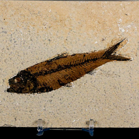 3.9" Knightia Eocaena Fossil Fish Green River FM Wyoming Eocene Age COA & Stand - Fossil Age Minerals