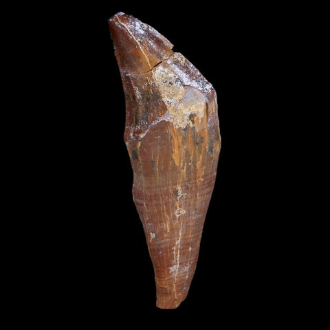 2.6" Basilosaurus Tooth 40-34 Million Year Old Late Eocene COA - Fossil Age Minerals