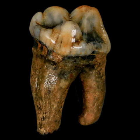 1.1" Extinct Cave Bear Ursus Spelaeus Pre-Molar Tooth Rooted Pleistocene Age COA - Fossil Age Minerals