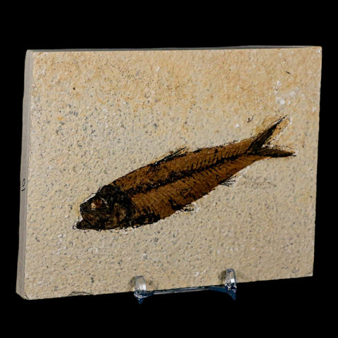 3.9" Knightia Eocaena Fossil Fish Green River FM Wyoming Eocene Age COA & Stand - Fossil Age Minerals