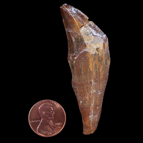 2.6" Basilosaurus Tooth 40-34 Million Year Old Late Eocene COA - Fossil Age Minerals