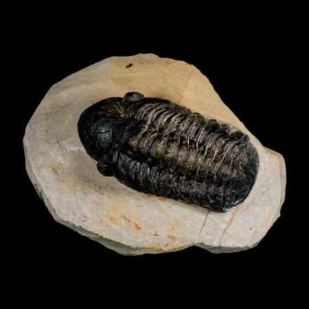 2.7" Reedops Cephalotes Trilobite Fossil Morocco Devonian Age 400 Mil Yrs Old COA