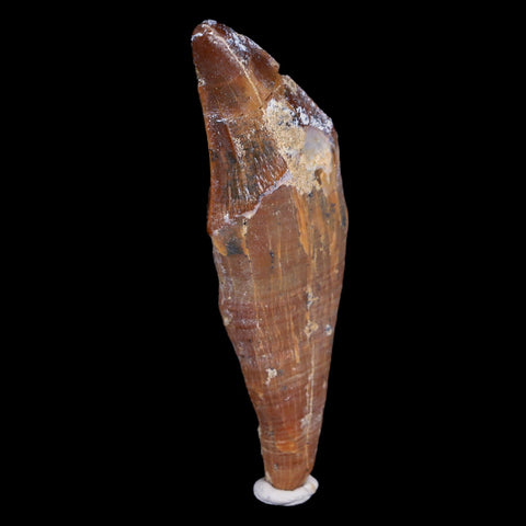 2.6" Basilosaurus Tooth 40-34 Million Year Old Late Eocene COA - Fossil Age Minerals