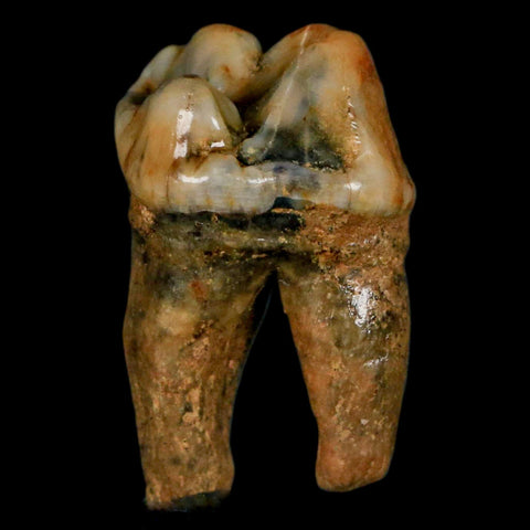 1.1" Extinct Cave Bear Ursus Spelaeus Pre-Molar Tooth Rooted Pleistocene Age COA - Fossil Age Minerals